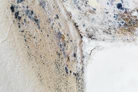 Best Residential Mold Inspection & Testing  in Campbellsville, KY